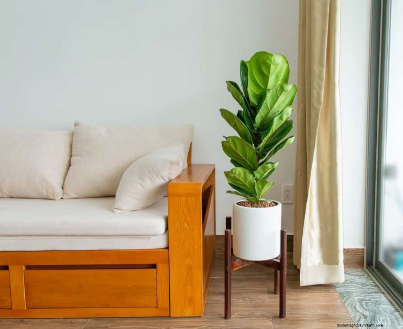 Fiddle Leaf Fig Care: 7 Essential Tips for Thriving Plants