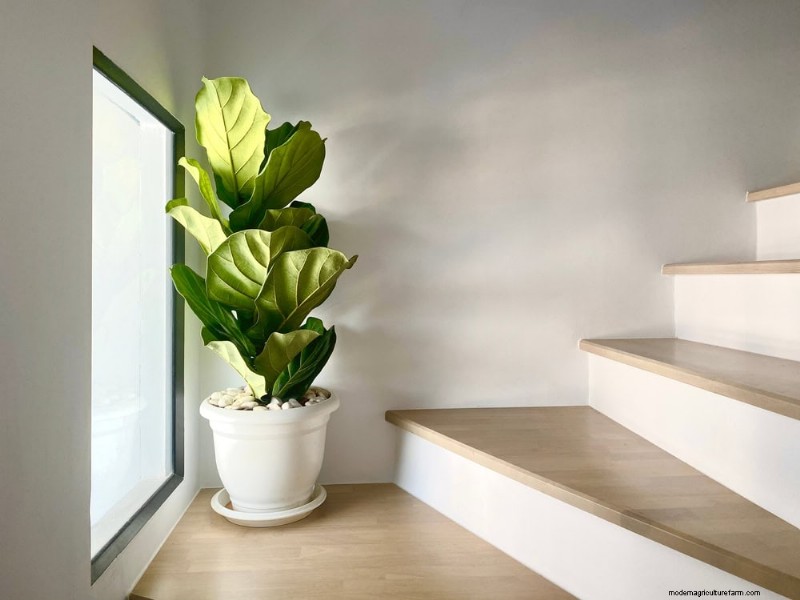 Fiddle Leaf Fig Care: 7 Essential Tips for Thriving Plants