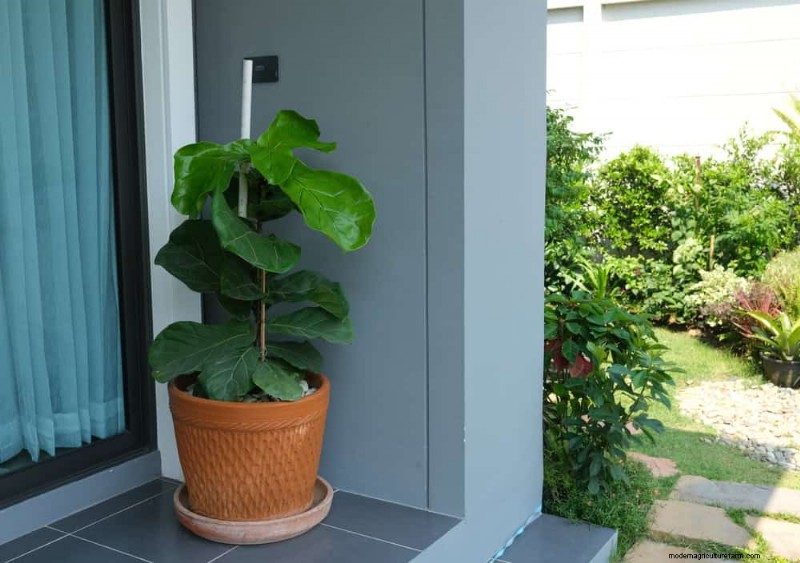 Fiddle Leaf Fig Care: 7 Essential Tips for Thriving Plants