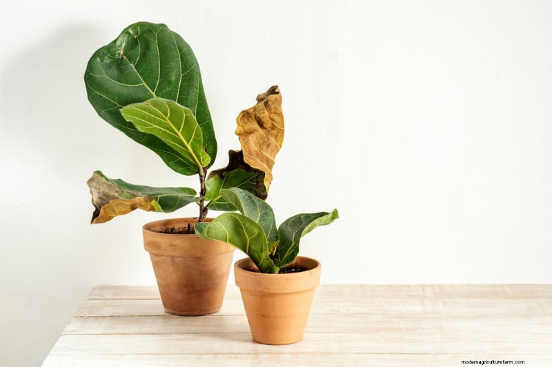 Fiddle Leaf Fig Care: 7 Essential Tips for Thriving Plants