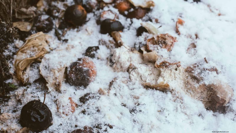 Winter Composting: 6 Expert Tips for Soil Enrichment
