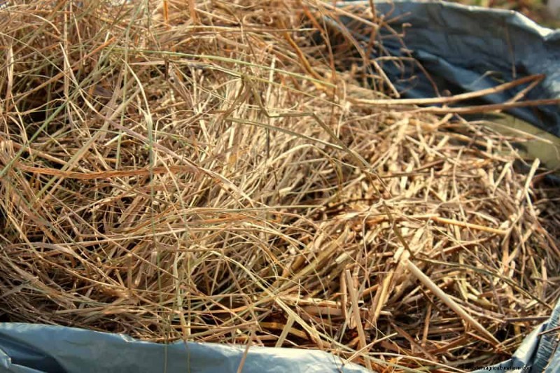 Winter Composting: 6 Expert Tips for Soil Enrichment