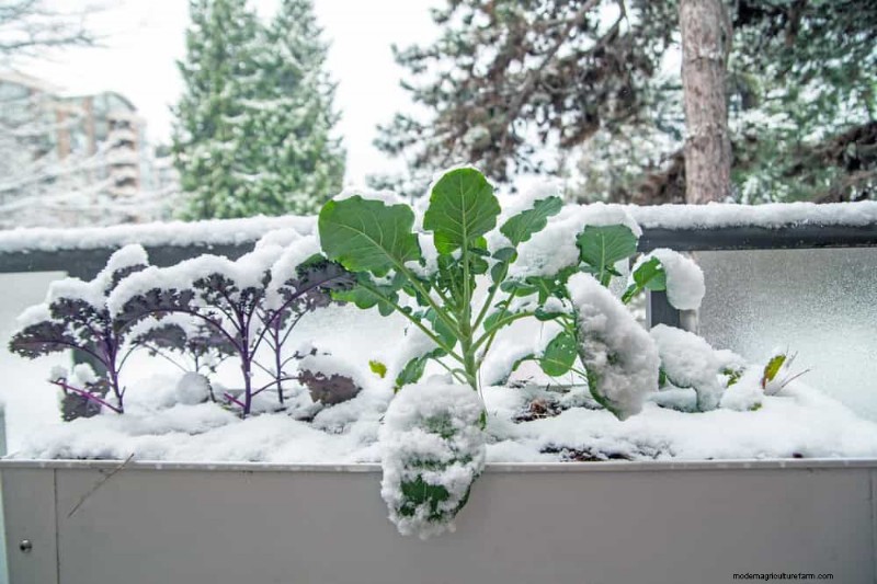 Unlock Winter Gardening: 7 Unexpected Benefits for Health & Harvest