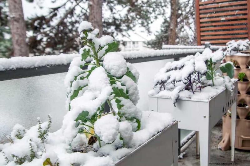 Unlock Winter Gardening: 7 Unexpected Benefits for Health & Harvest