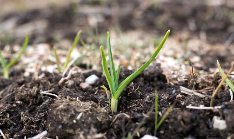 Unlock Winter Gardening: 7 Unexpected Benefits for Health & Harvest