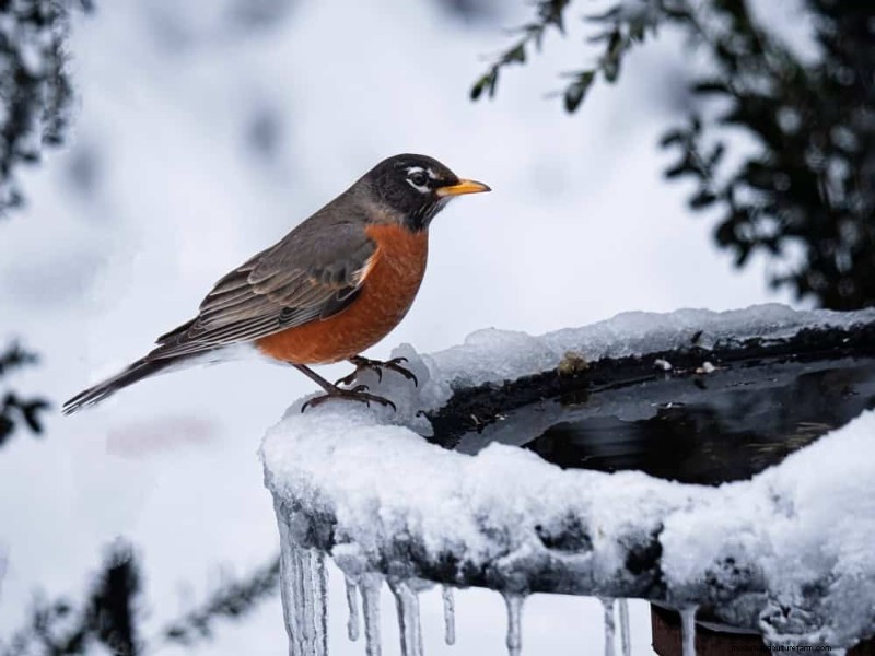 Unlock Winter Gardening: 7 Unexpected Benefits for Health & Harvest