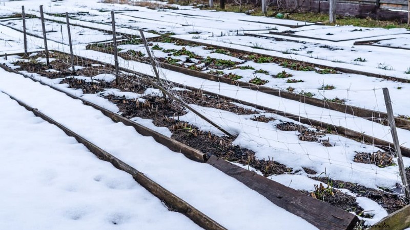 Unlock Winter Gardening: 7 Unexpected Benefits for Health & Harvest