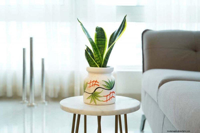 Snake Plants: 8 Reasons They re the Easiest Houseplants to Grow