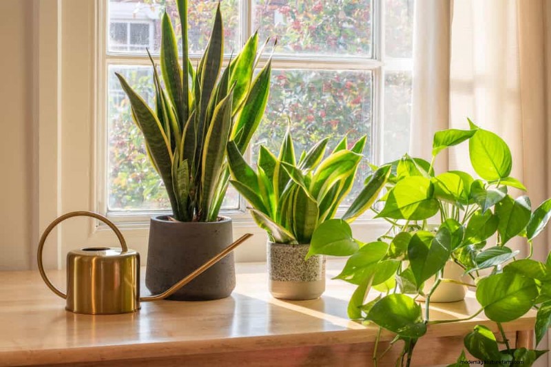 Snake Plants: 8 Reasons They re the Easiest Houseplants to Grow