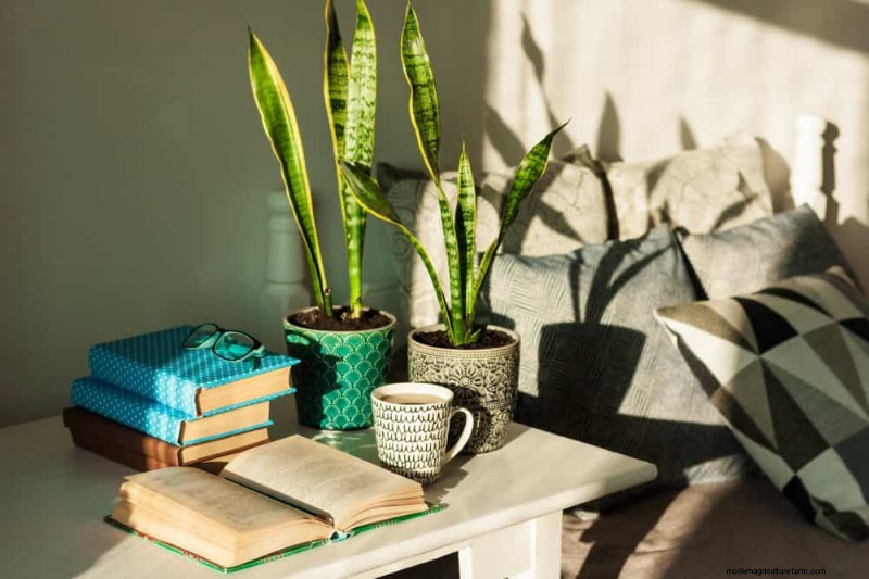 Snake Plants: 8 Reasons They re the Easiest Houseplants to Grow