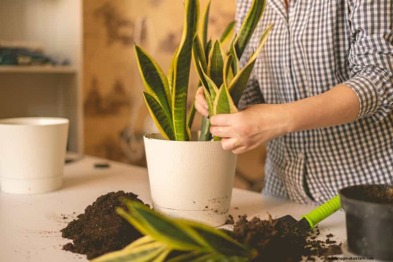 Snake Plants: 8 Reasons They re the Easiest Houseplants to Grow