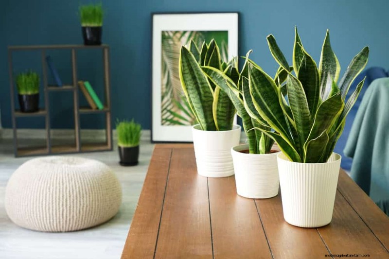 Snake Plants: 8 Reasons They re the Easiest Houseplants to Grow