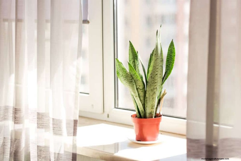 Snake Plants: 8 Reasons They re the Easiest Houseplants to Grow