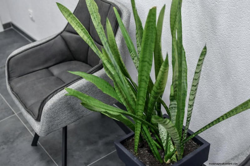 Snake Plants: 8 Reasons They re the Easiest Houseplants to Grow