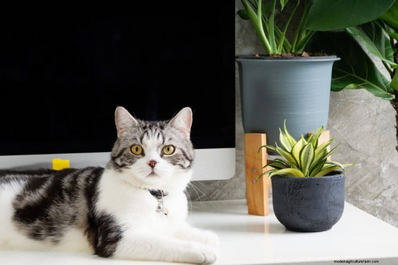 Snake Plants: 8 Reasons They re the Easiest Houseplants to Grow