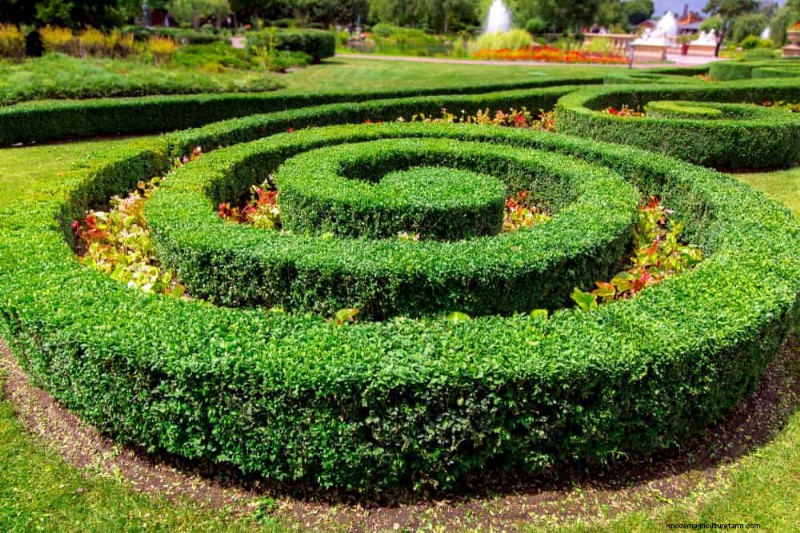 Evergreen Garden Combinations: 15 Landscaper-Approved Designs for Winter Beauty
