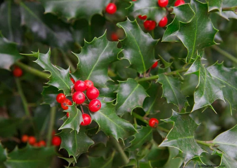 Evergreen Garden Combinations: 15 Landscaper-Approved Designs for Winter Beauty