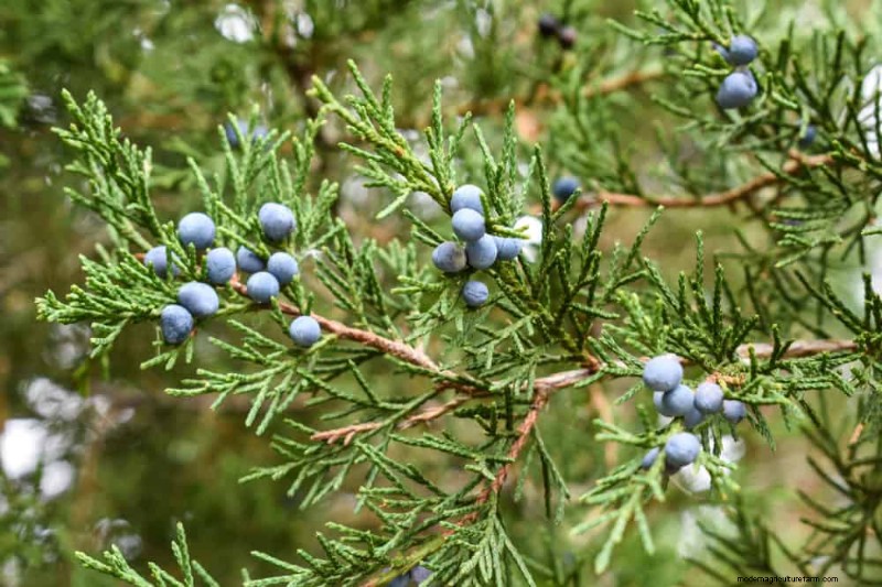 Evergreen Garden Combinations: 15 Landscaper-Approved Designs for Winter Beauty