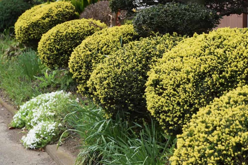 Evergreen Garden Combinations: 15 Landscaper-Approved Designs for Winter Beauty