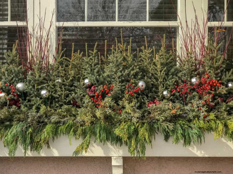 Evergreen Garden Combinations: 15 Landscaper-Approved Designs for Winter Beauty