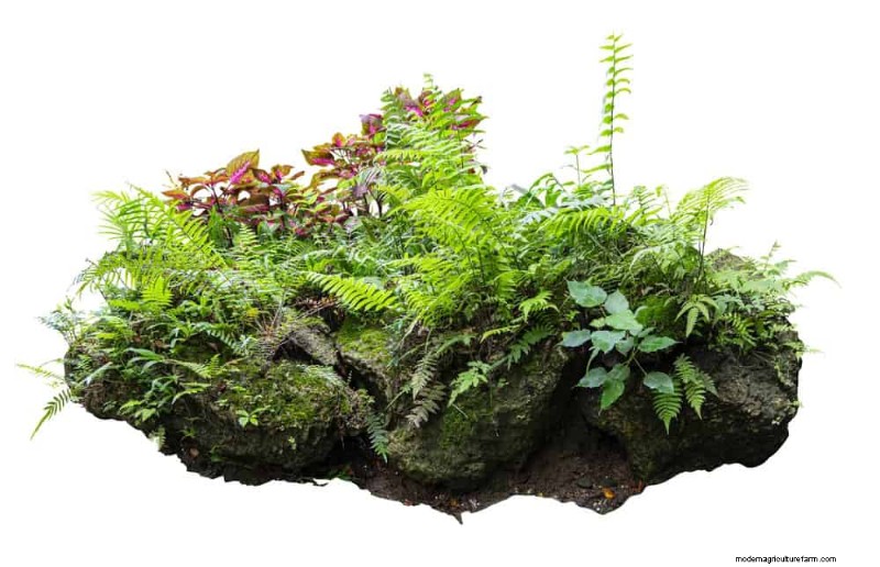 Evergreen Garden Combinations: 15 Landscaper-Approved Designs for Winter Beauty