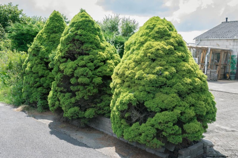Evergreen Garden Combinations: 15 Landscaper-Approved Designs for Winter Beauty