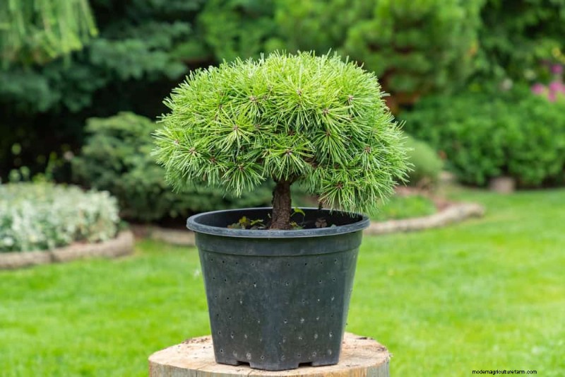Evergreen Garden Combinations: 15 Landscaper-Approved Designs for Winter Beauty