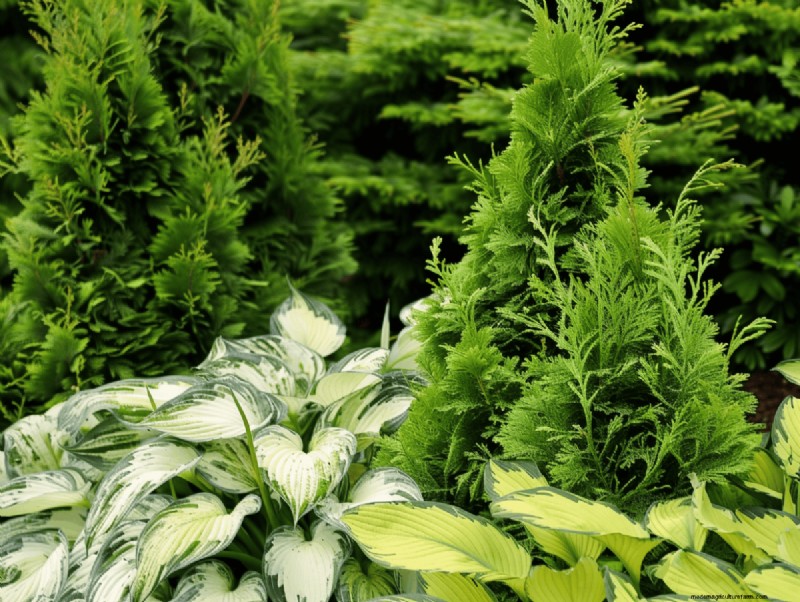Evergreen Garden Combinations: 15 Landscaper-Approved Designs for Winter Beauty
