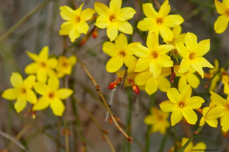 Evergreen Garden Combinations: 15 Landscaper-Approved Designs for Winter Beauty