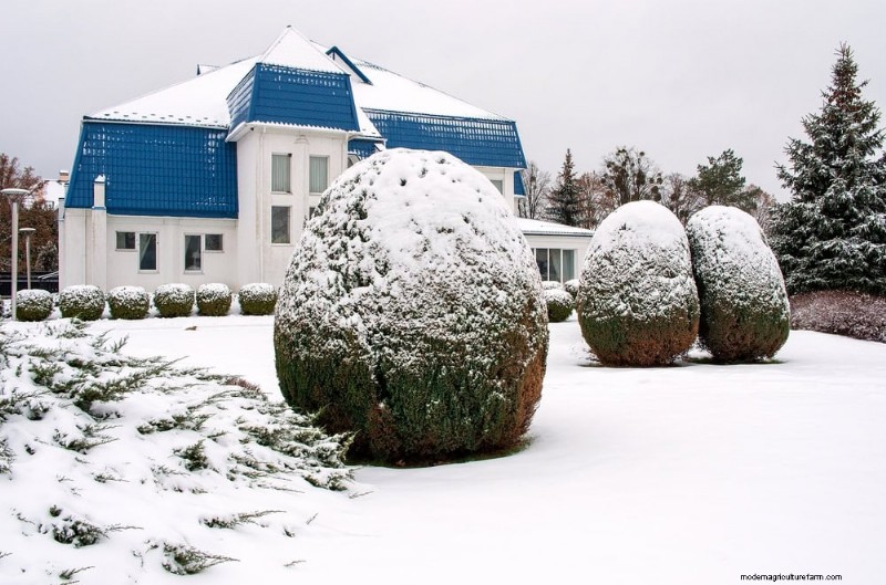 Evergreen Garden Combinations: 15 Landscaper-Approved Designs for Winter Beauty