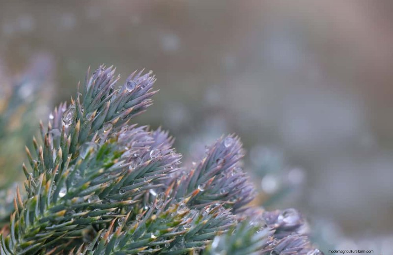 Evergreen Garden Combinations: 15 Landscaper-Approved Designs for Winter Beauty