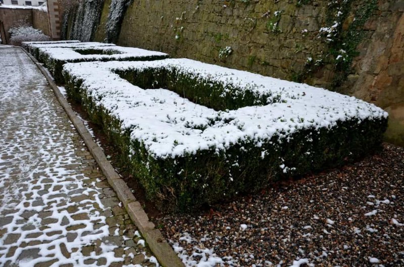Evergreen Garden Combinations: 15 Landscaper-Approved Designs for Winter Beauty