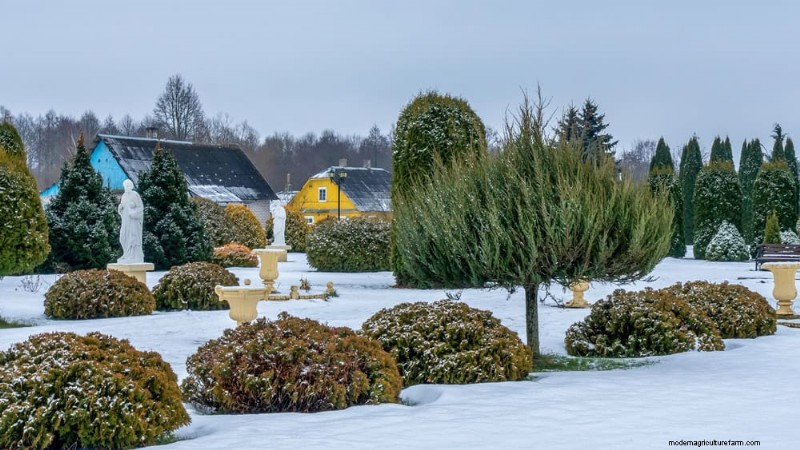 Evergreen Garden Combinations: 15 Landscaper-Approved Designs for Winter Beauty