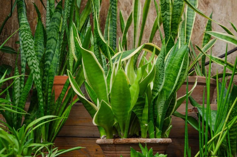 Snake Plant Care: 12 Common Mistakes & How to Fix Them