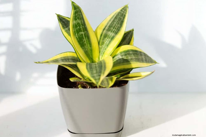Snake Plant Care: 12 Common Mistakes & How to Fix Them
