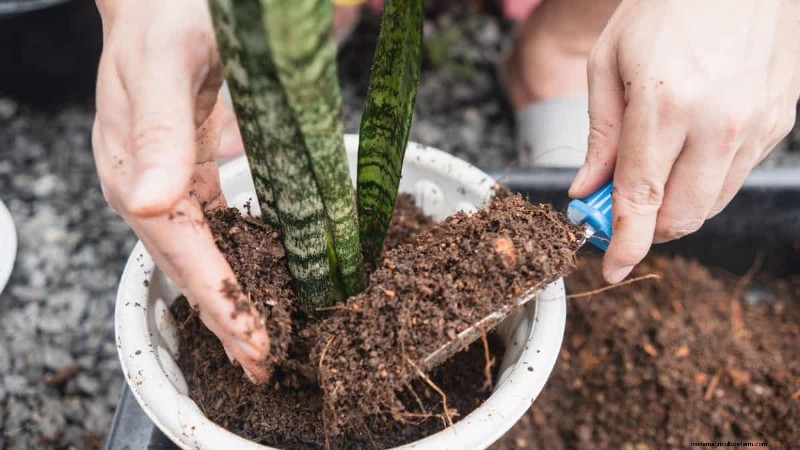 Snake Plant Care: 12 Common Mistakes & How to Fix Them