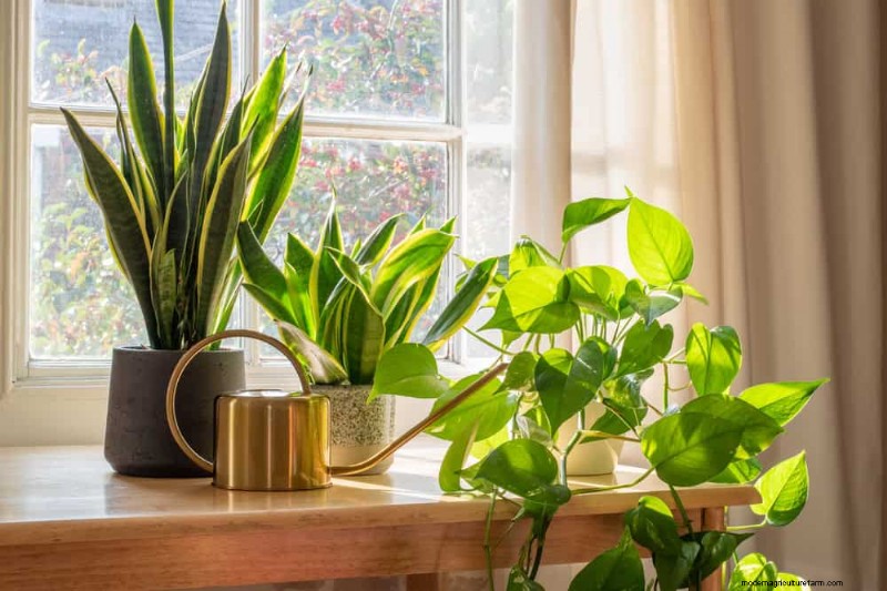 Snake Plant Care: 12 Common Mistakes & How to Fix Them