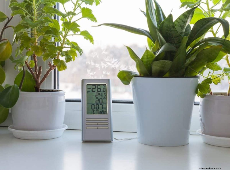 Snake Plant Care: 12 Common Mistakes & How to Fix Them