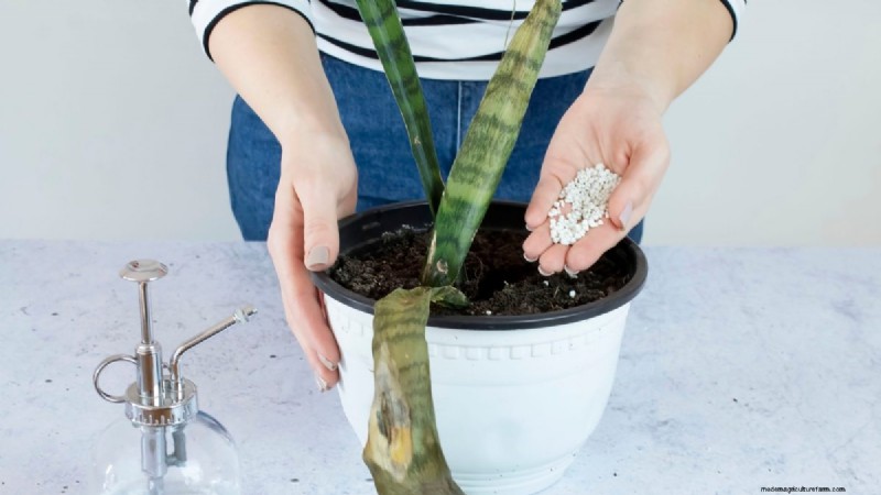 Snake Plant Care: 12 Common Mistakes & How to Fix Them