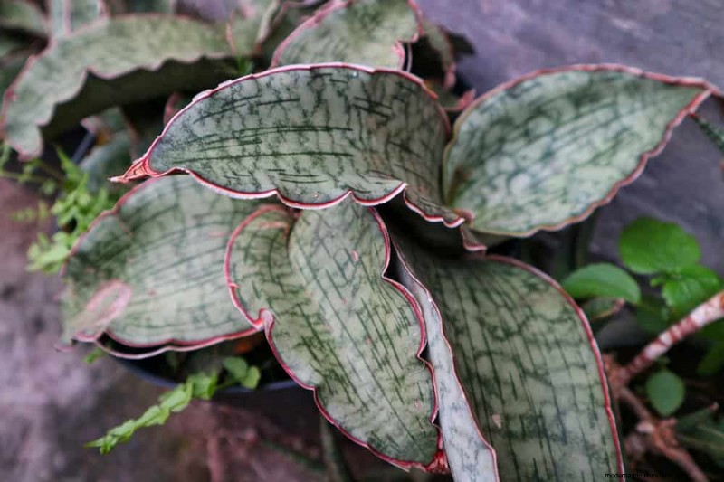 Snake Plant Care: 12 Common Mistakes & How to Fix Them