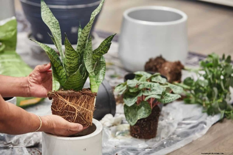 Snake Plant Care: 12 Common Mistakes & How to Fix Them
