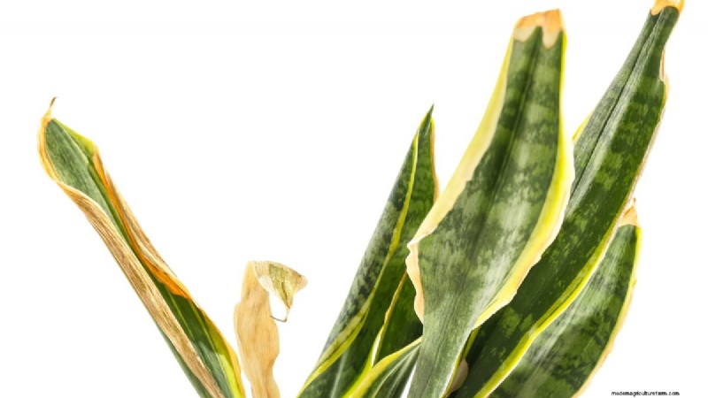 Snake Plant Care: 12 Common Mistakes & How to Fix Them