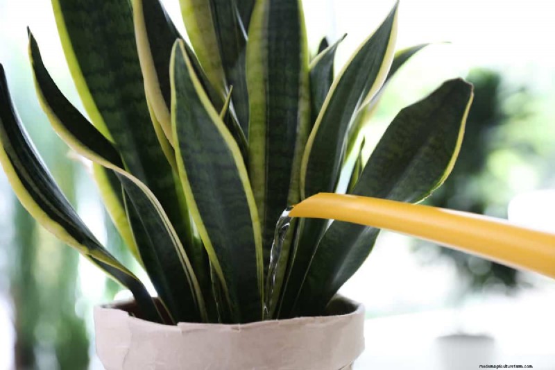 Snake Plant Care: 12 Common Mistakes & How to Fix Them