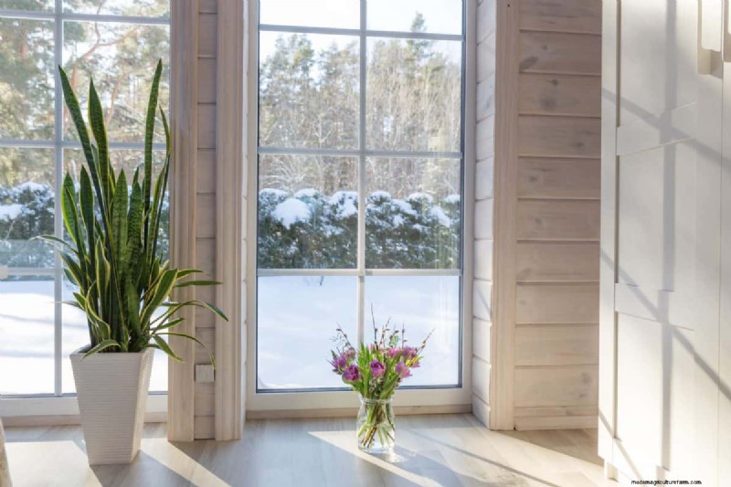 Snake Plant Care: 12 Common Mistakes & How to Fix Them