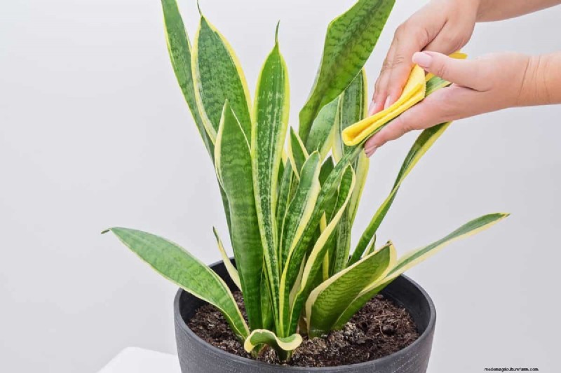 Snake Plant Care: 12 Common Mistakes & How to Fix Them