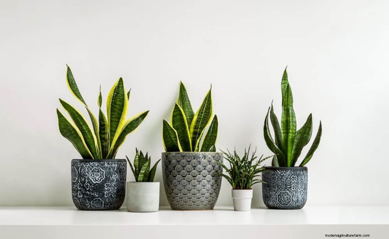 Snake Plant Care: 12 Common Mistakes & How to Fix Them