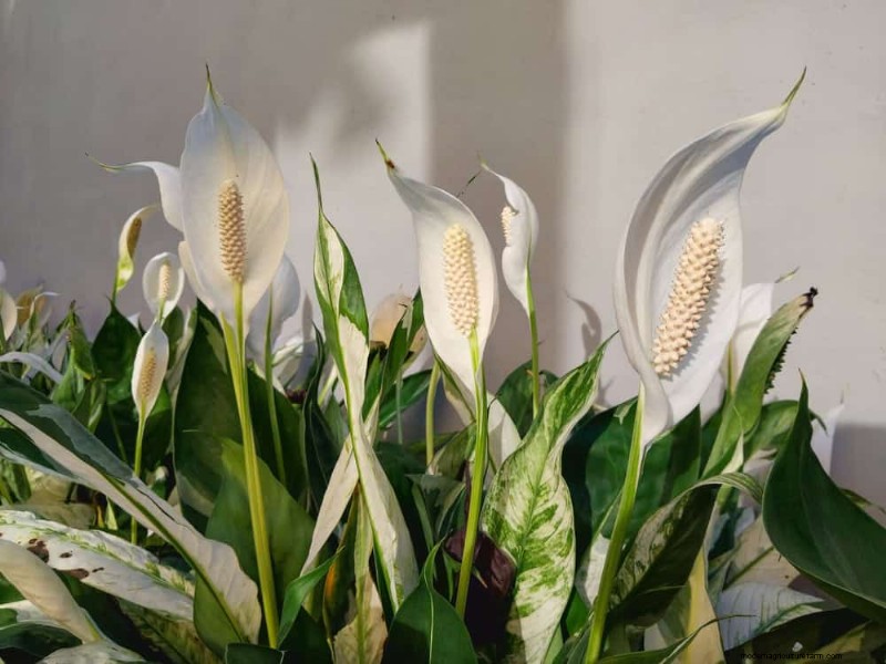Peace Lily Care: 8 Essential Tips for a Thriving Plant