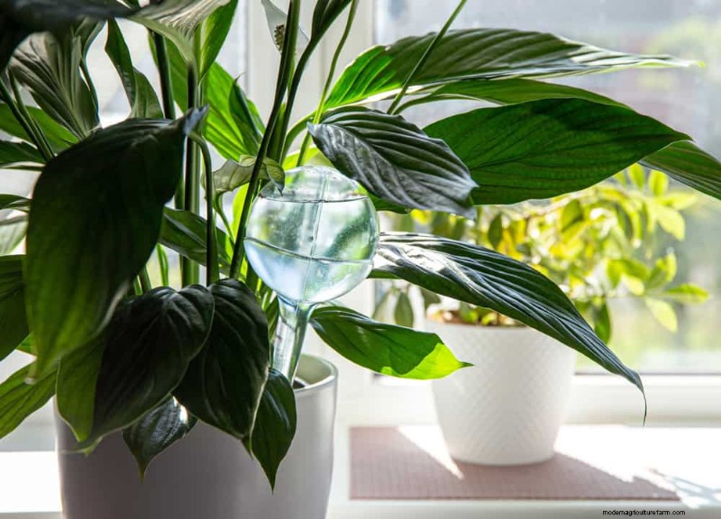 Peace Lily Care: 8 Essential Tips for a Thriving Plant