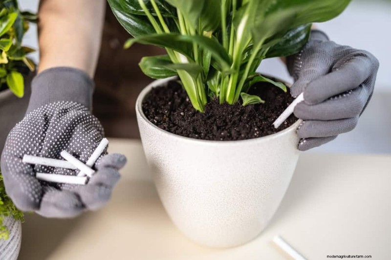 Peace Lily Care: 8 Essential Tips for a Thriving Plant