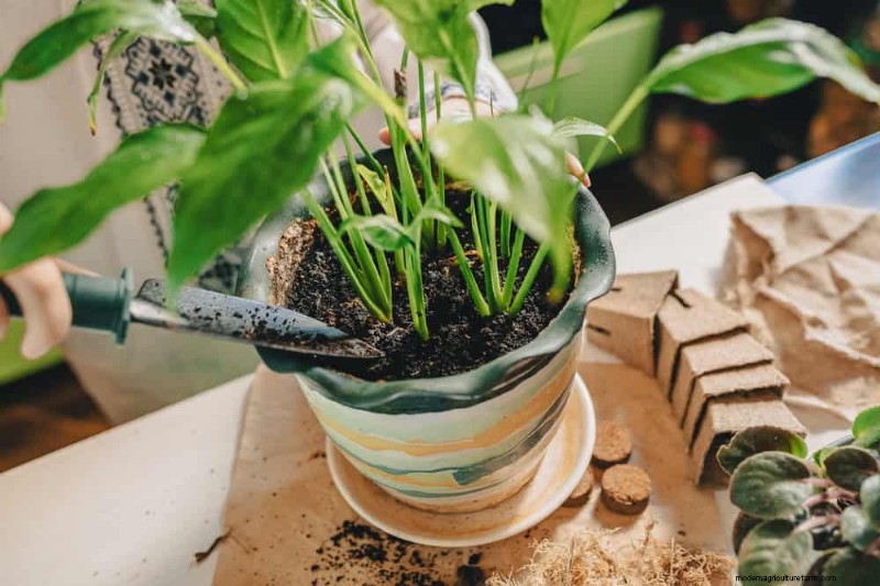 Peace Lily Care: 8 Essential Tips for a Thriving Plant